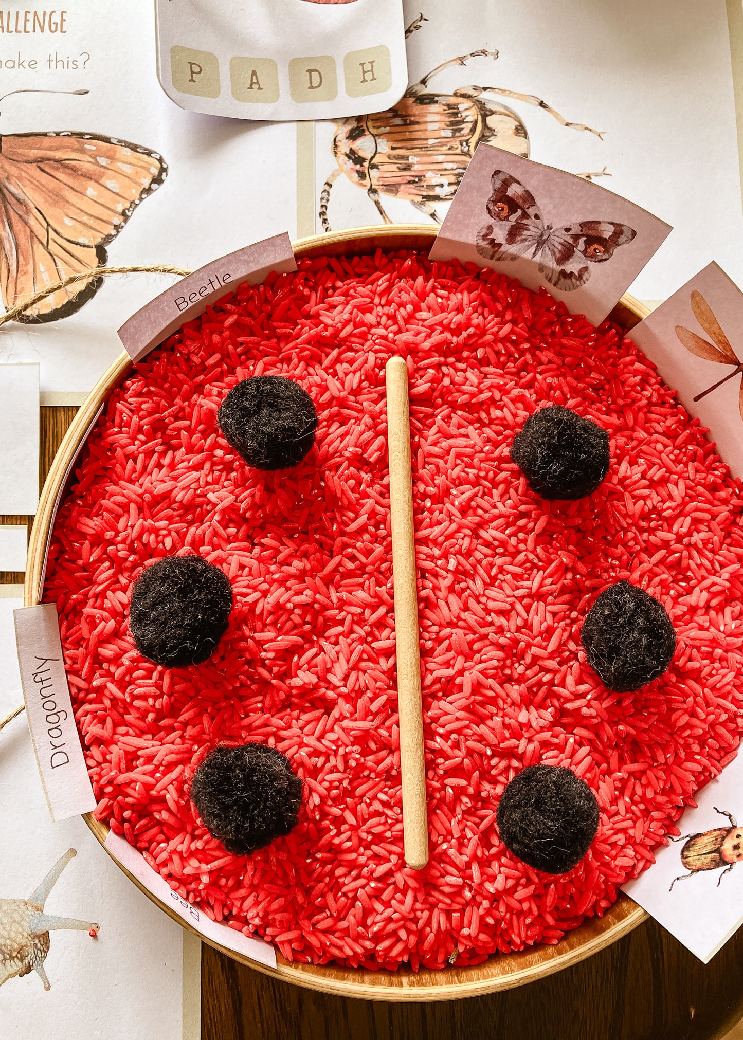 Mini Beast Activities - (insect) home education morning basket PLR